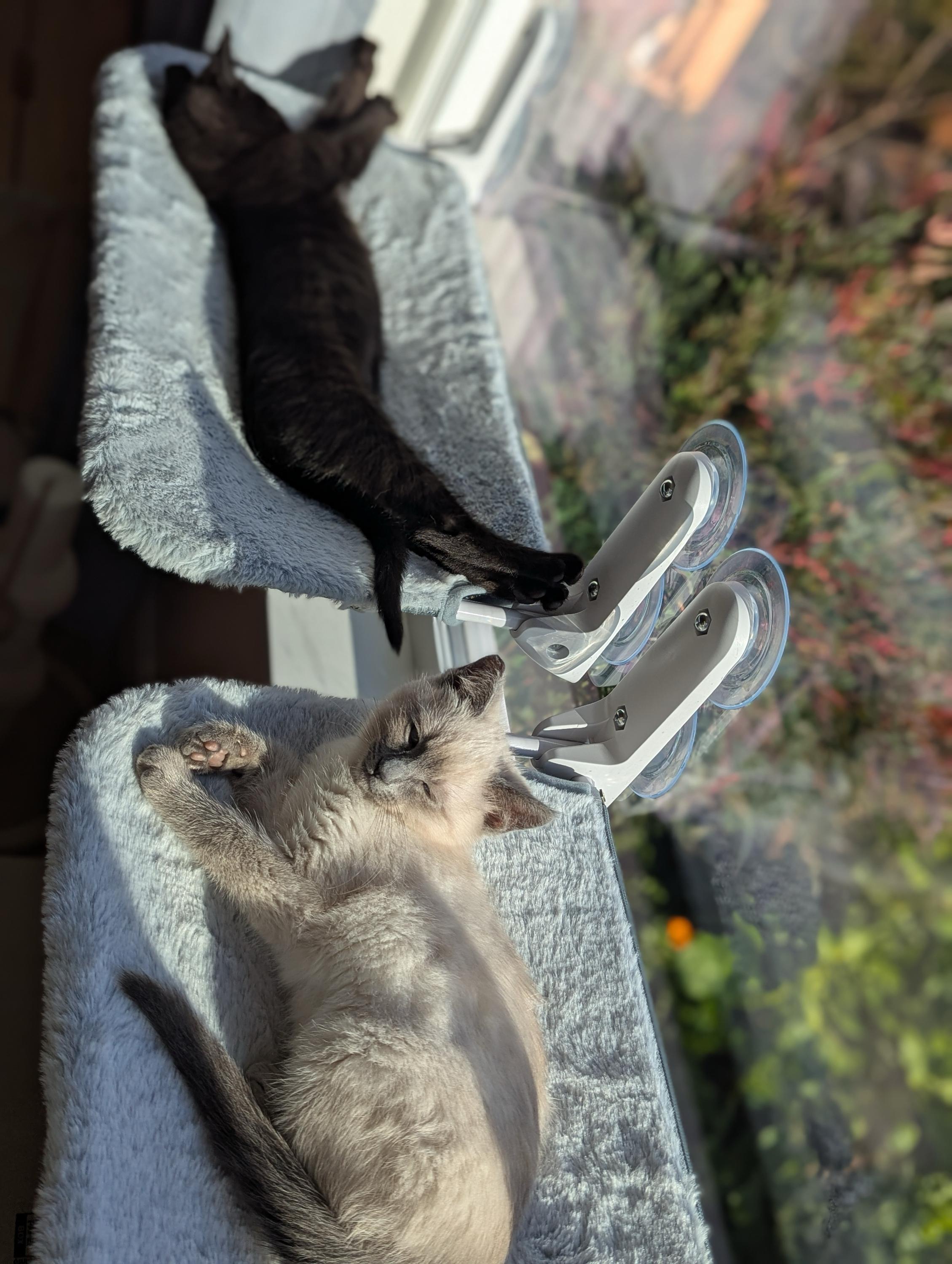 Pancake and Syrup, an adopted Domestic Short Hair in Seattle, WA image 3/6