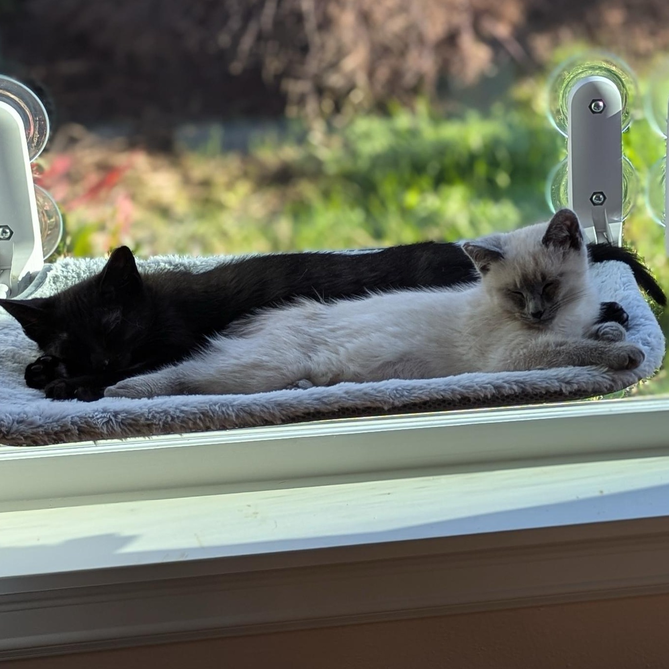 Pancake and Syrup, an adopted Domestic Short Hair in Seattle, WA image 6/6