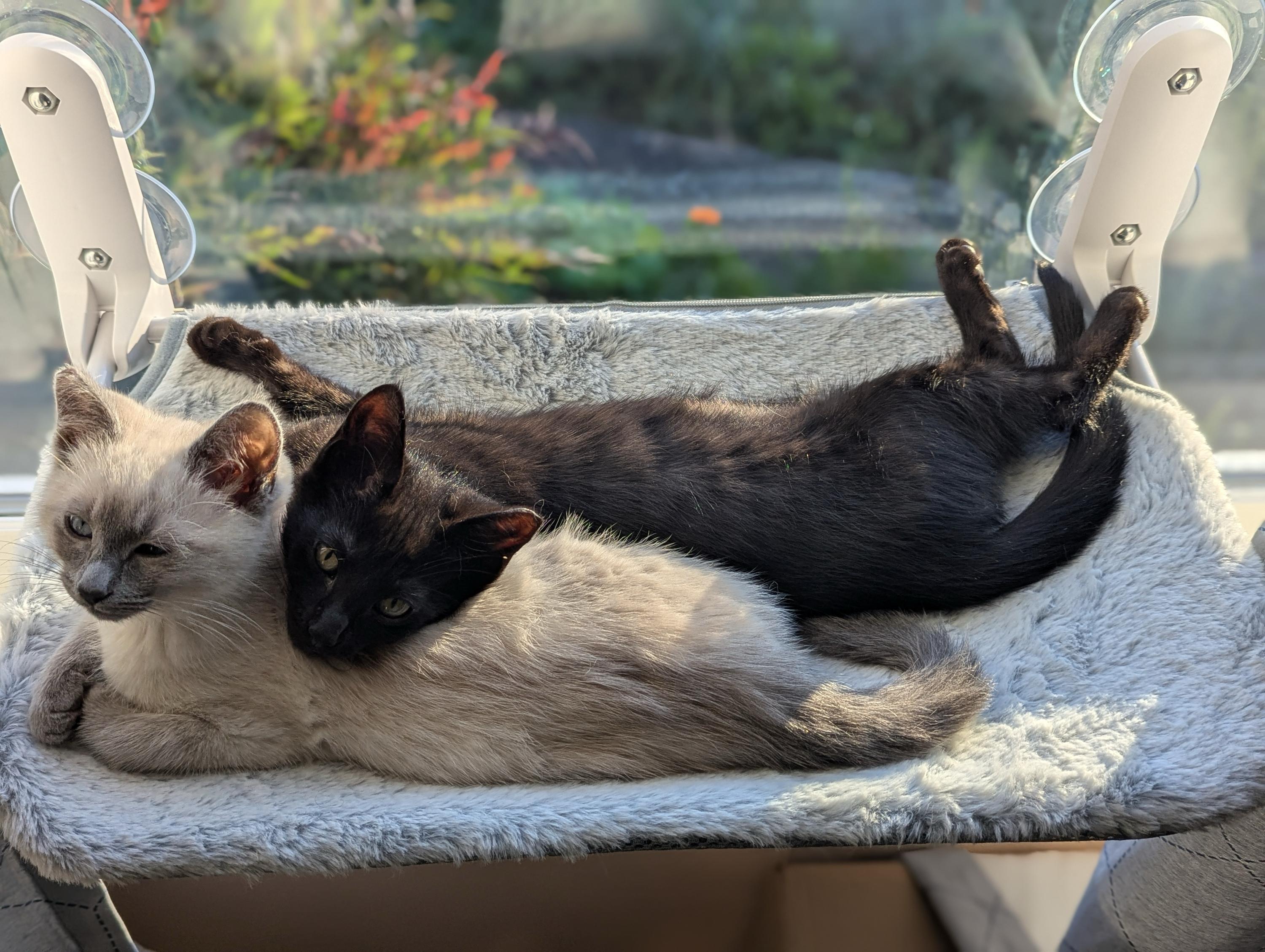 Pancake and Syrup, adopted, Kitten Female Domestic Short Hair.