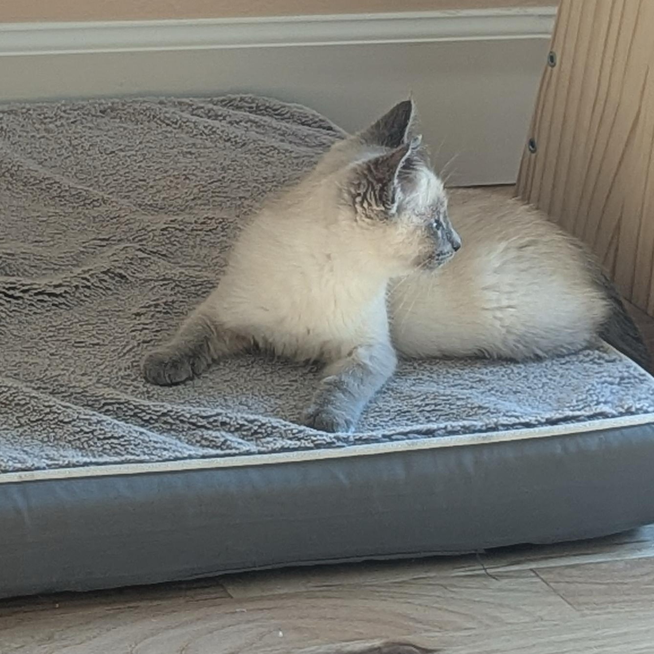 Pancake and Syrup, an adopted Domestic Short Hair in Seattle, WA image 2/6