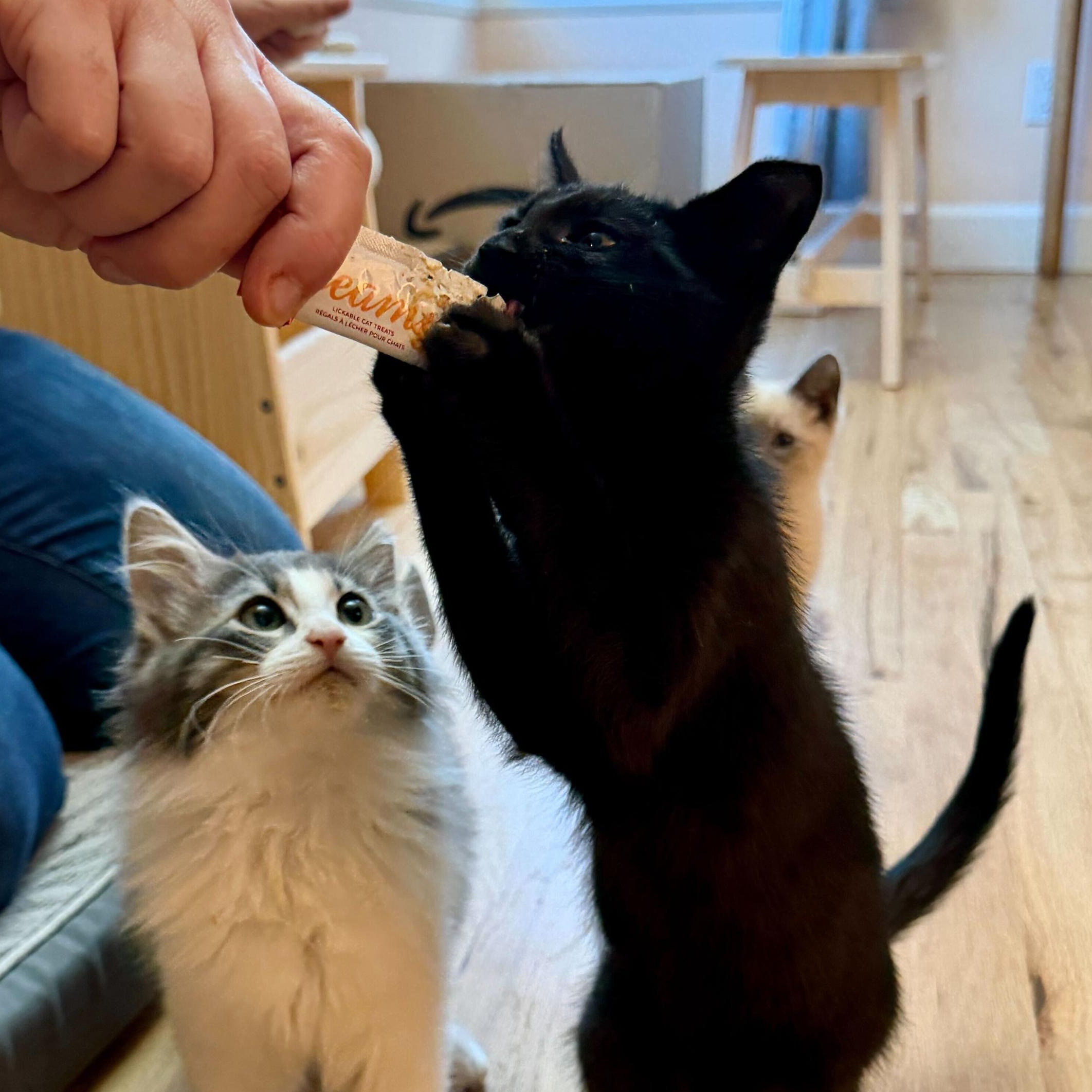 Pancake and Syrup, an adopted Domestic Short Hair in Seattle, WA image 5/6