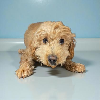 Bailey, a Adoptable mixed breed in Malvern, PA image 1/2