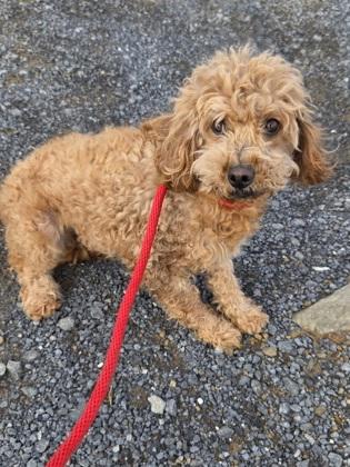 Bailey, a Adoptable mixed breed in Malvern, PA image 2/2