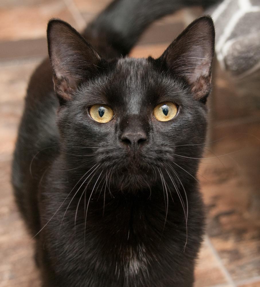 Enlarge Max (gets adopted with Hugh), an adopted Domestic Short Hair in Westminster, CO image 1/2