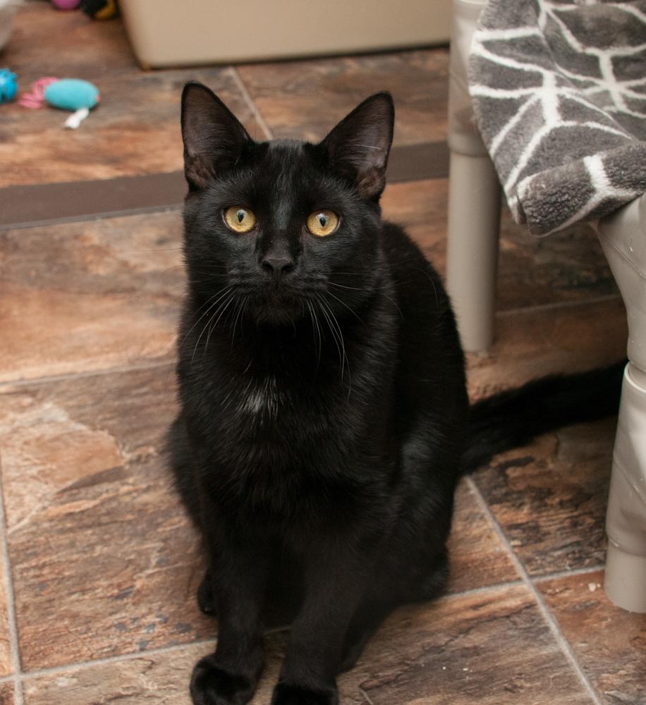 Enlarge Max (gets adopted with Hugh), an adopted Domestic Short Hair in Westminster, CO image 2/2