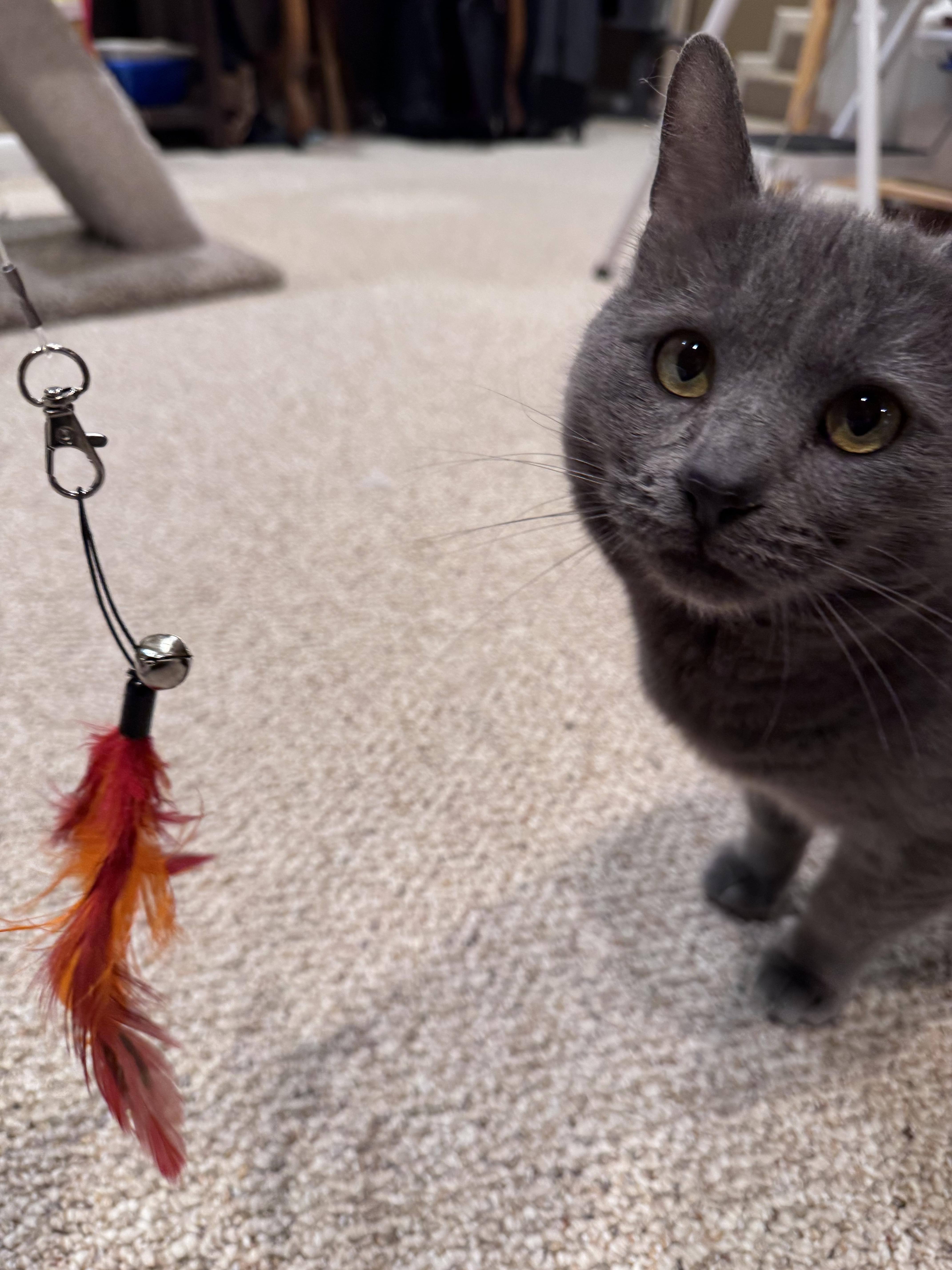 Enlarge Ilya: Your loyal talkative shadow, a Adoptable Russian Blue in Bristow, VA image 2/3