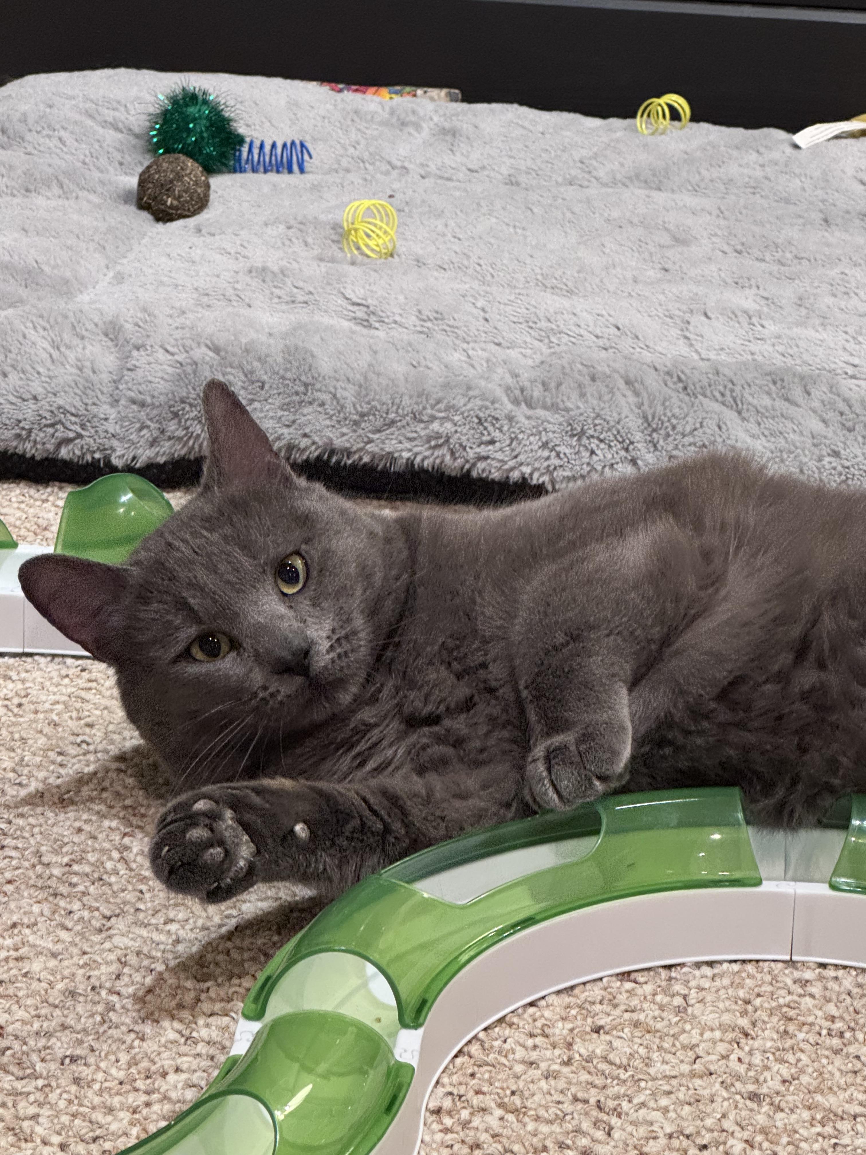 Enlarge Ilya: Your loyal talkative shadow, a Adoptable Russian Blue in Bristow, VA image 1/3
