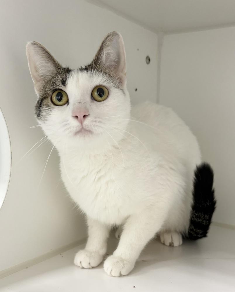 Vienna, Adoptable, Adult Female Domestic Short Hair.