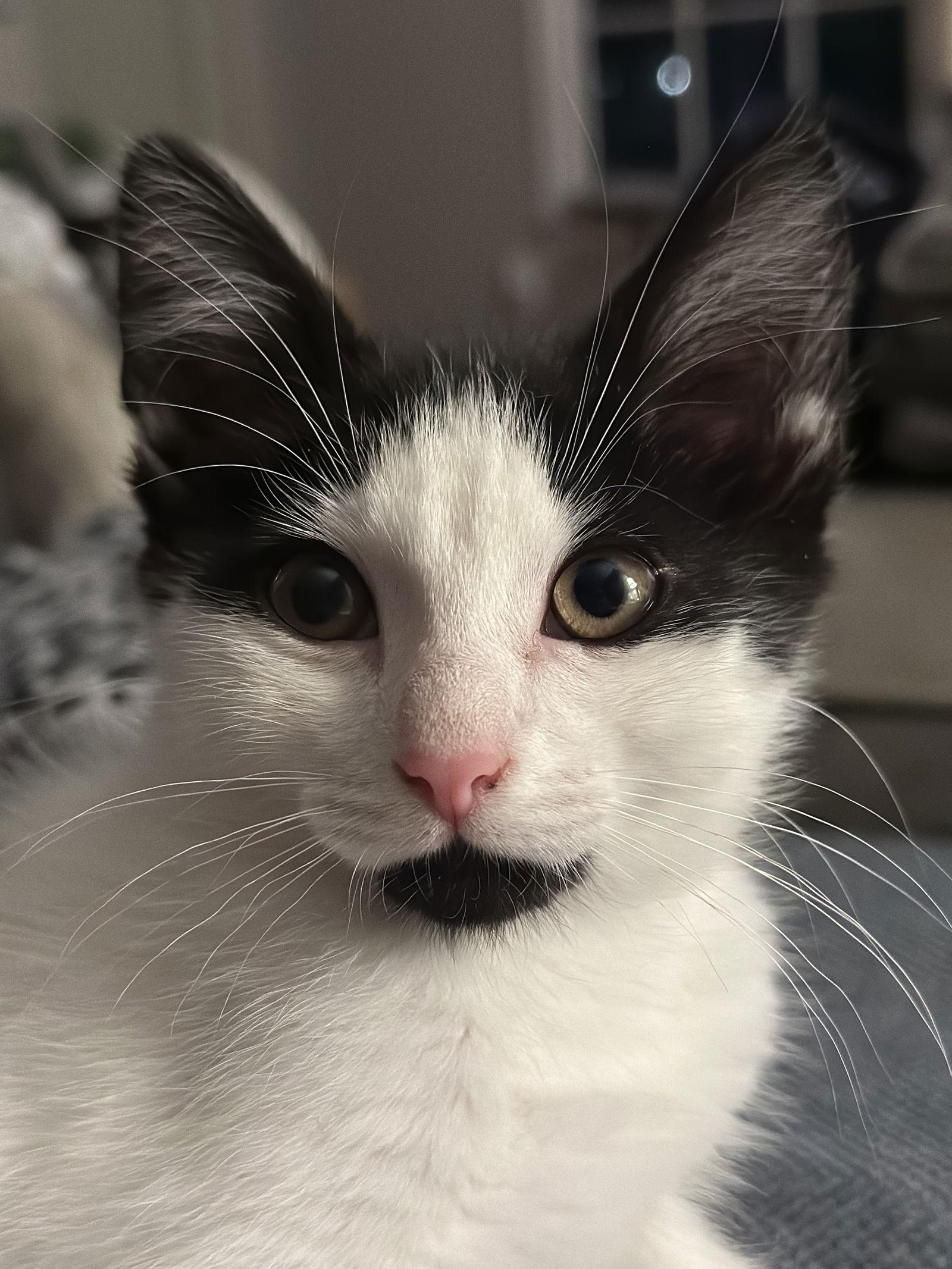 Flora, Adoptable, Kitten Female Domestic Short Hair.