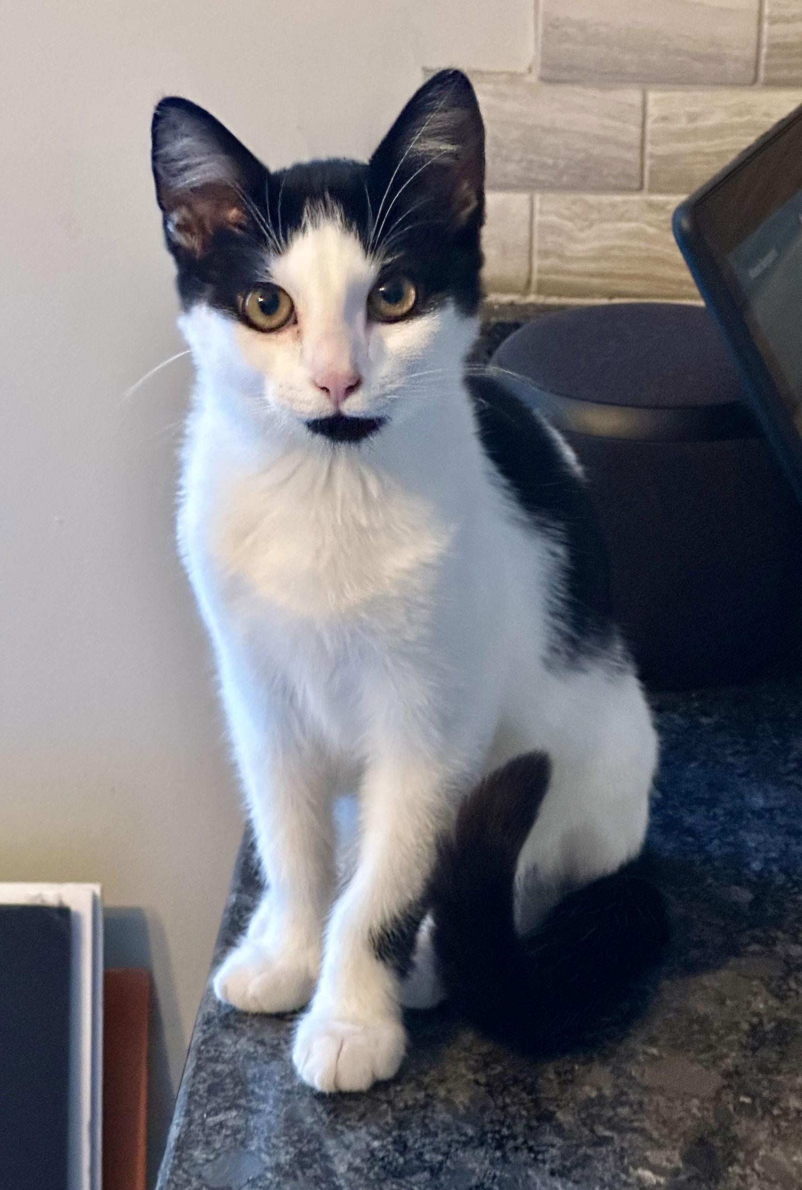 Flora, a Adoptable Domestic Short Hair in Stewartsville, NJ image 2/3