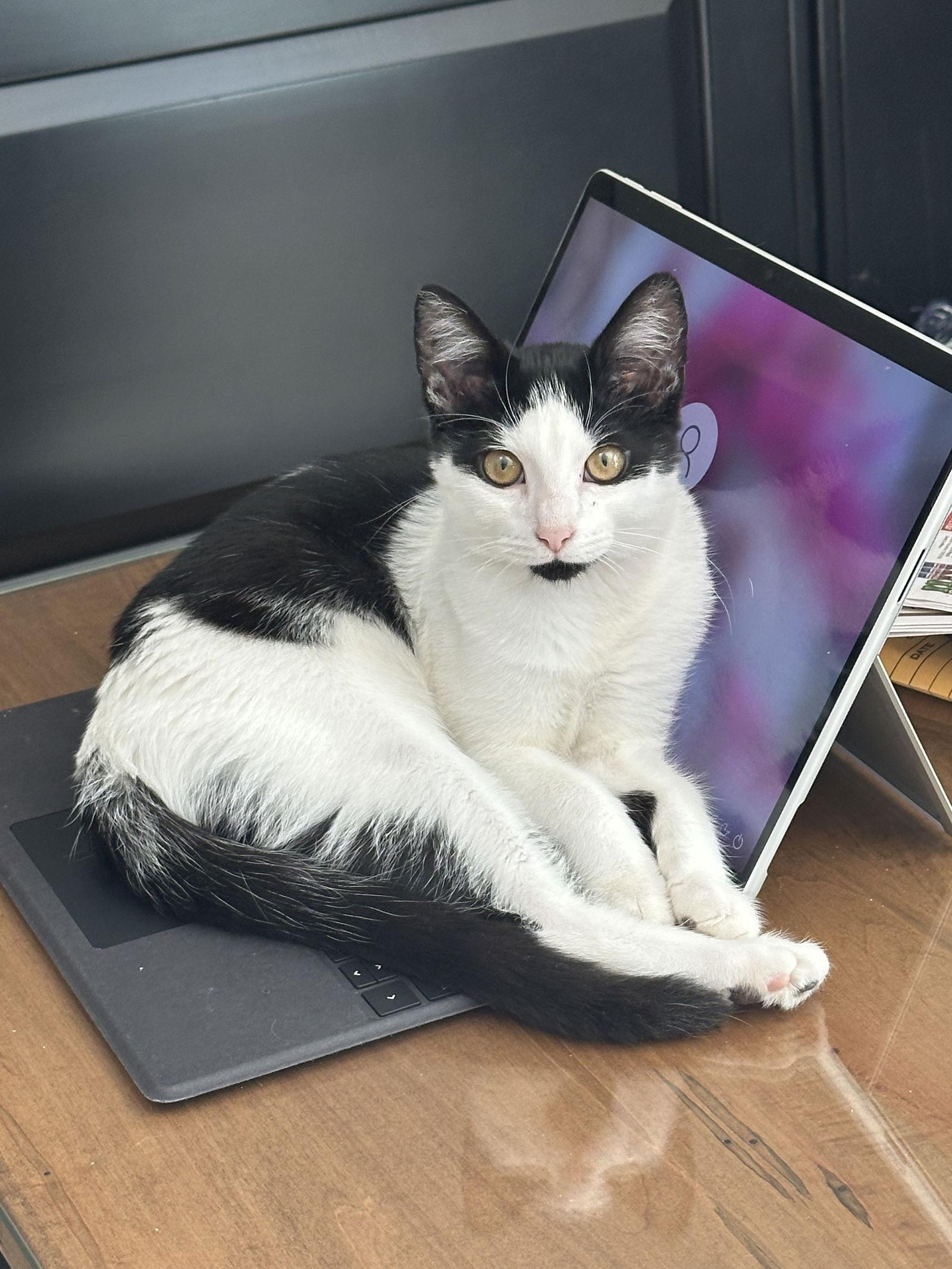 Flora, a Adoptable Domestic Short Hair in Stewartsville, NJ image 3/3