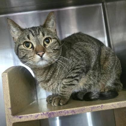 Bear Bear, an adopted Domestic Short Hair in Norman, OK image 2/2