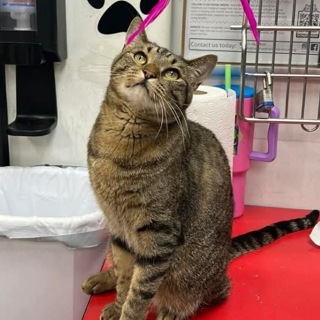 Bear Bear, an adopted Domestic Short Hair in Norman, OK image 1/2