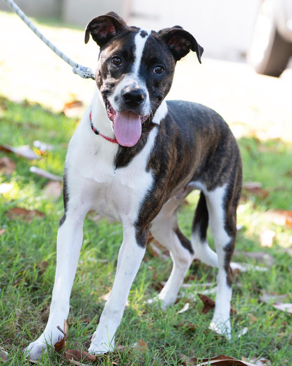 Enlarge Harry, a Adoptable mixed breed in Winston-Salem, NC image 1/6