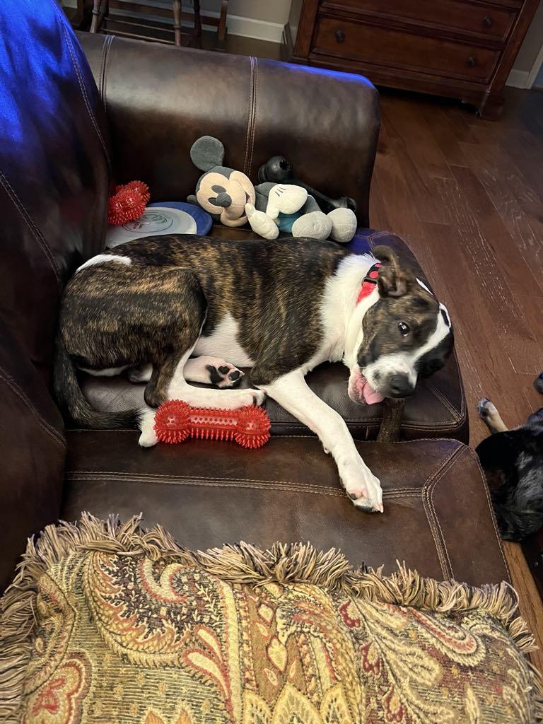 Enlarge Harry, a Adoptable mixed breed in Winston-Salem, NC image 5/6