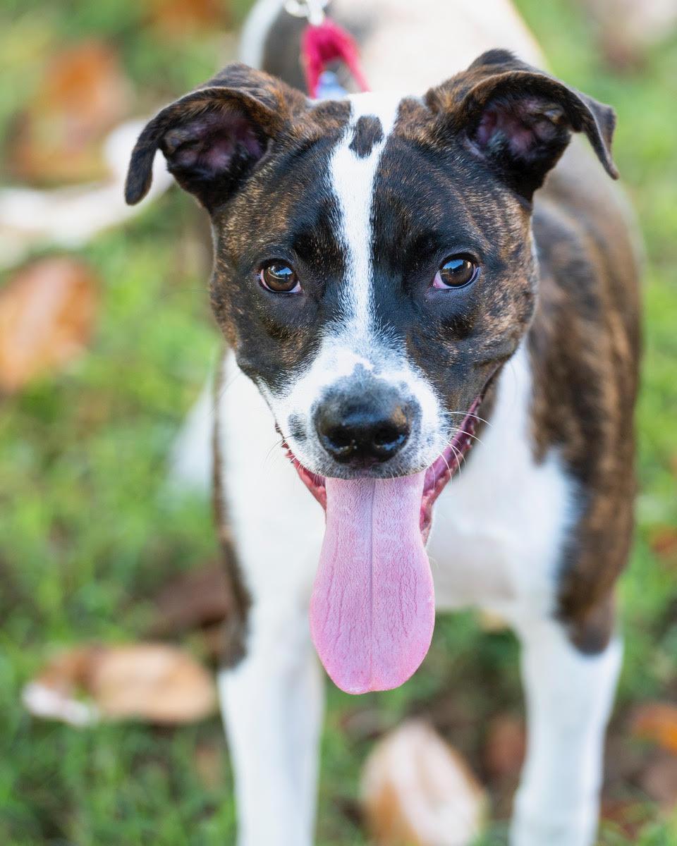 Enlarge Harry, a Adoptable mixed breed in Winston-Salem, NC image 2/6