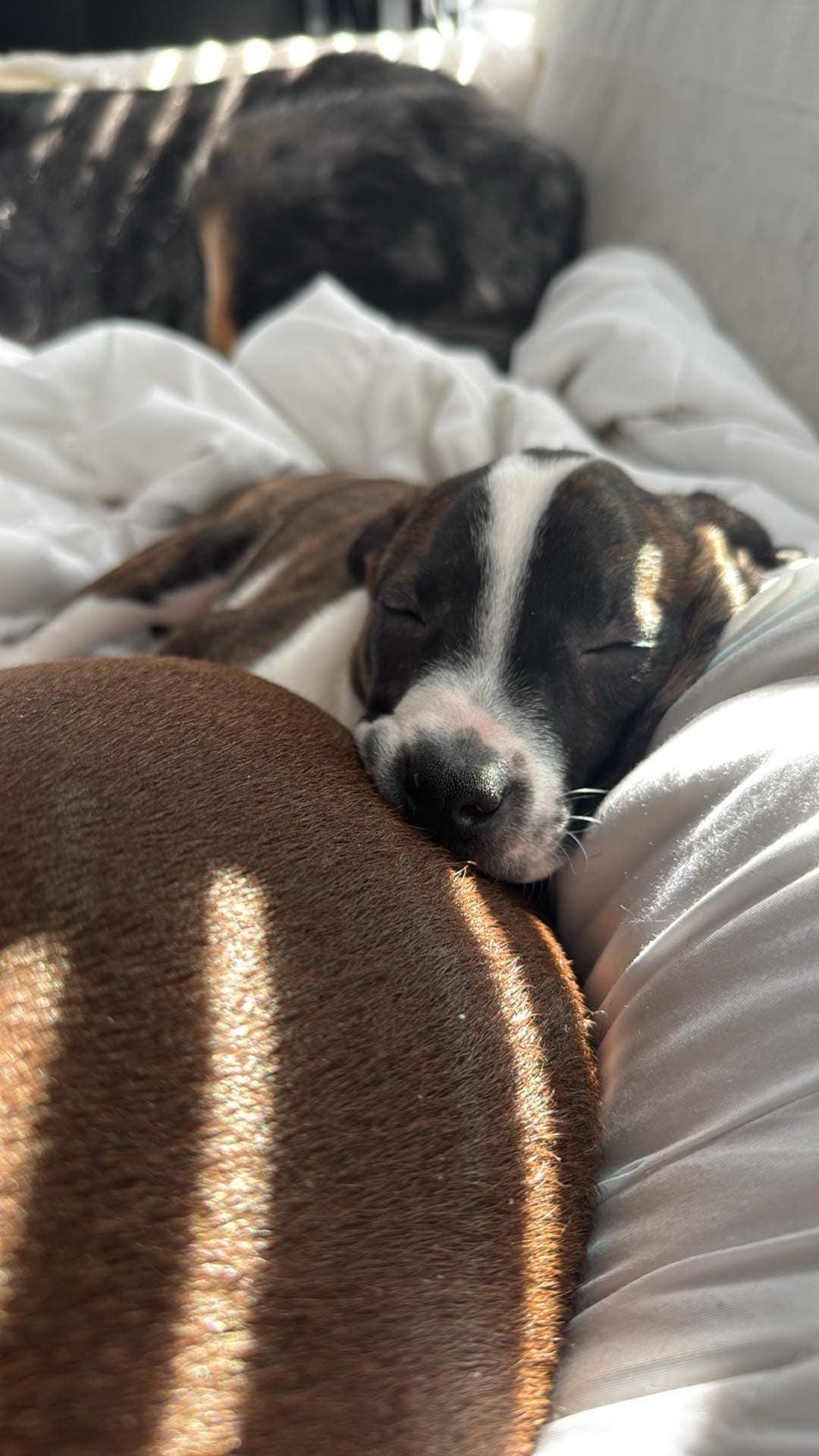 Enlarge Harry, a Adoptable mixed breed in Winston-Salem, NC image 4/6