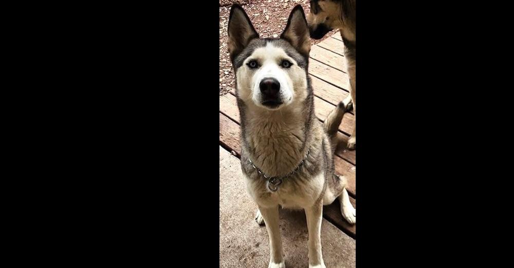 Enlarge Roxie, a Adoptable Alaskan Malamute in Dallas, TX image 1/4