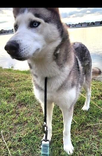Enlarge Roxie, a Adoptable Alaskan Malamute in Dallas, TX image 2/4