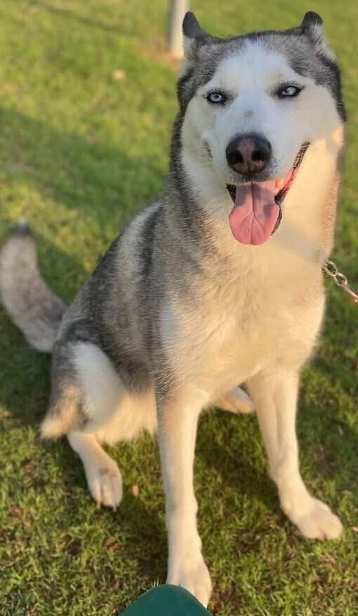 Enlarge Roxie, a Adoptable Alaskan Malamute in Dallas, TX image 3/4