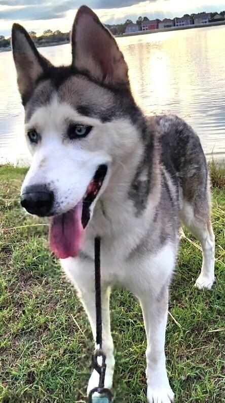 Enlarge Roxie, a Adoptable Alaskan Malamute in Dallas, TX image 4/4