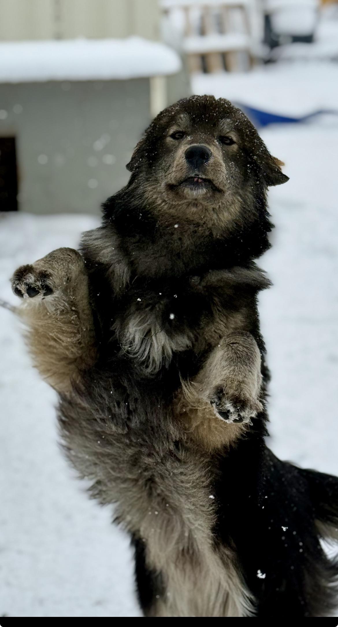 Fozzy Bear, an adopted mixed breed in Terra Cotta, ON image 1/4
