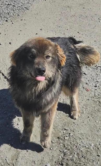 Fozzy Bear, an adopted mixed breed in Terra Cotta, ON image 2/4