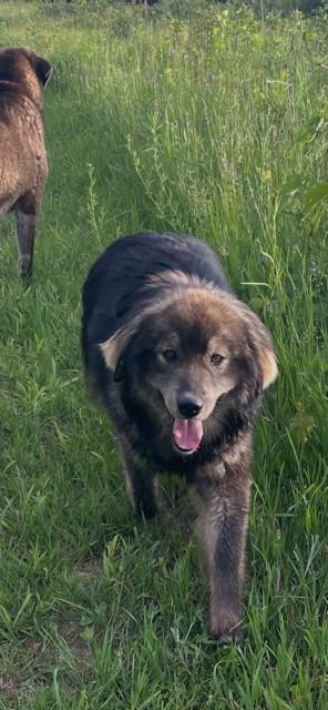 Fozzy Bear, an adopted mixed breed in Terra Cotta, ON image 3/4