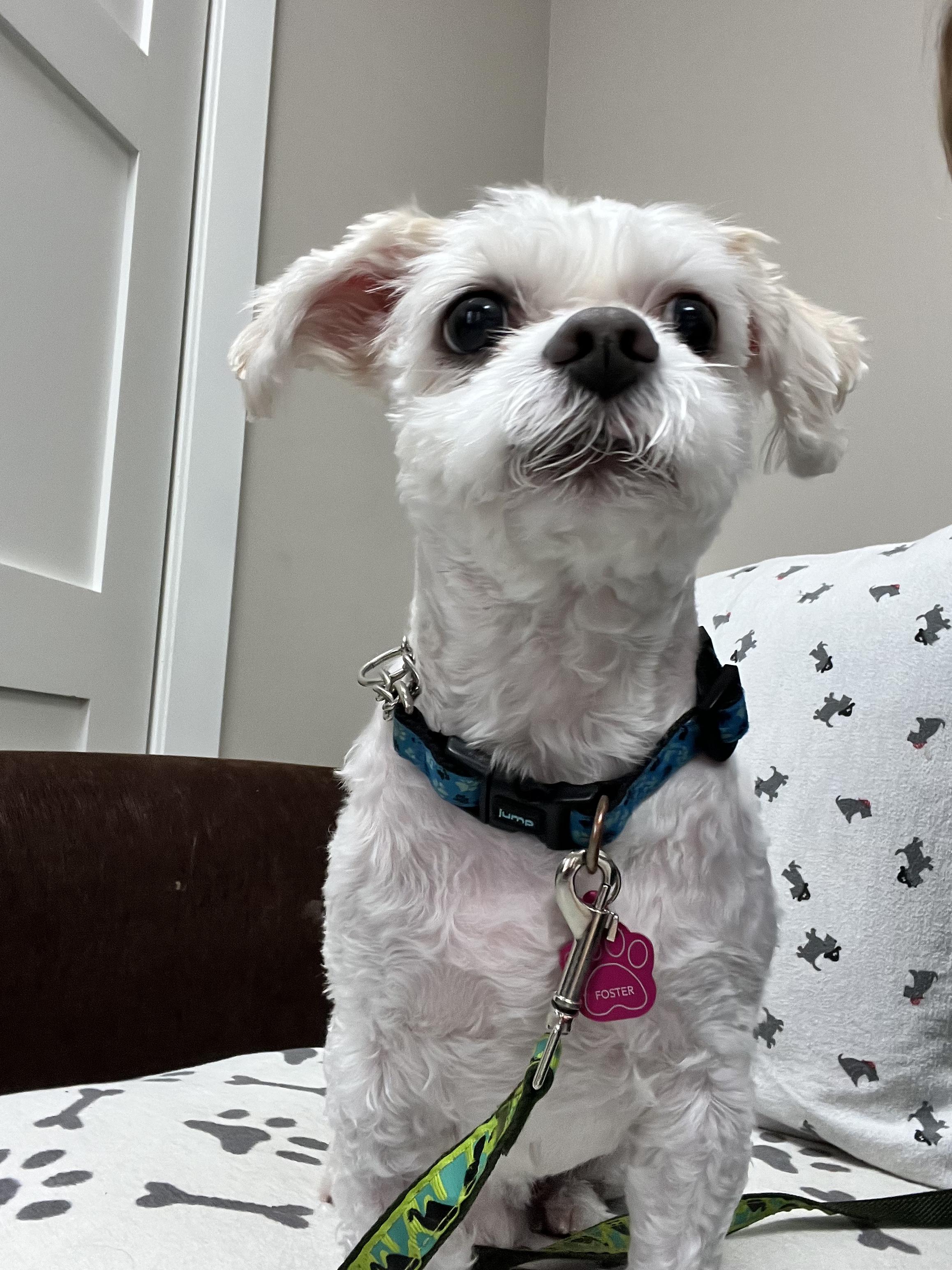 Enlarge Jesse, an adopted mixed breed in Owen Sound, ON image 2/4