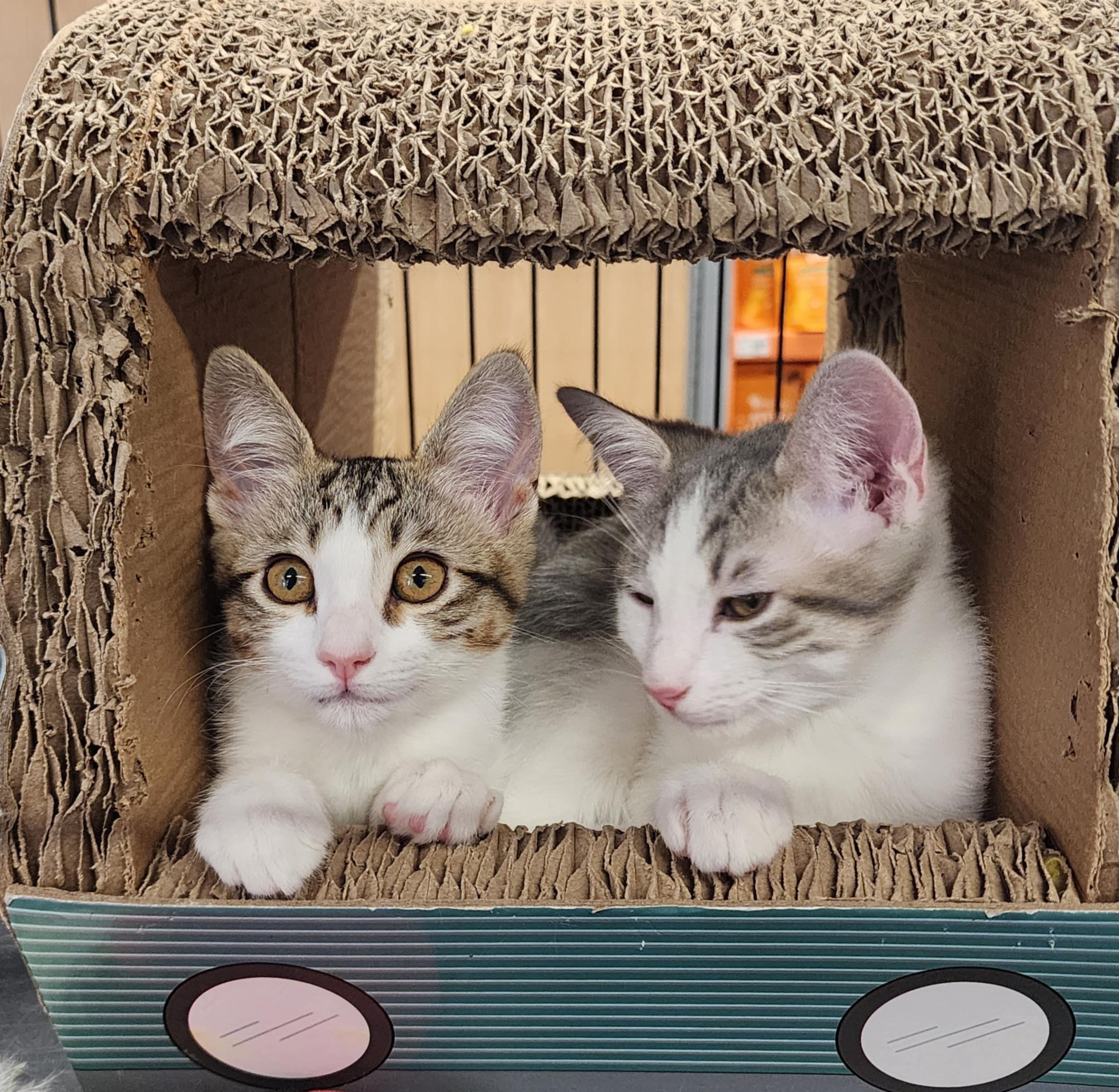 Olaf, Adopted, Kitten Male Domestic Short Hair.