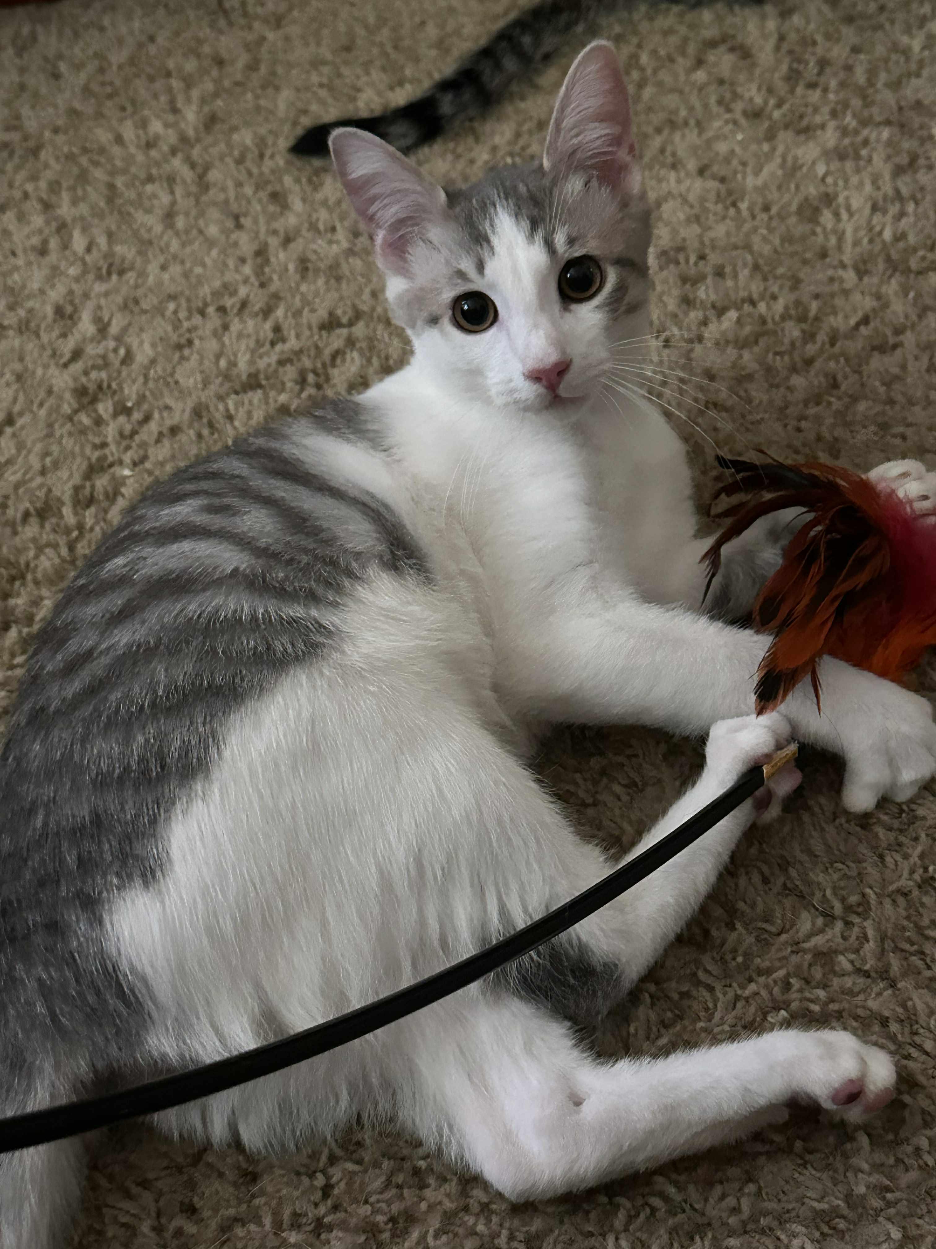 Enlarge Olaf, a Adopted Domestic Short Hair in Brentwood, CA image 2/5