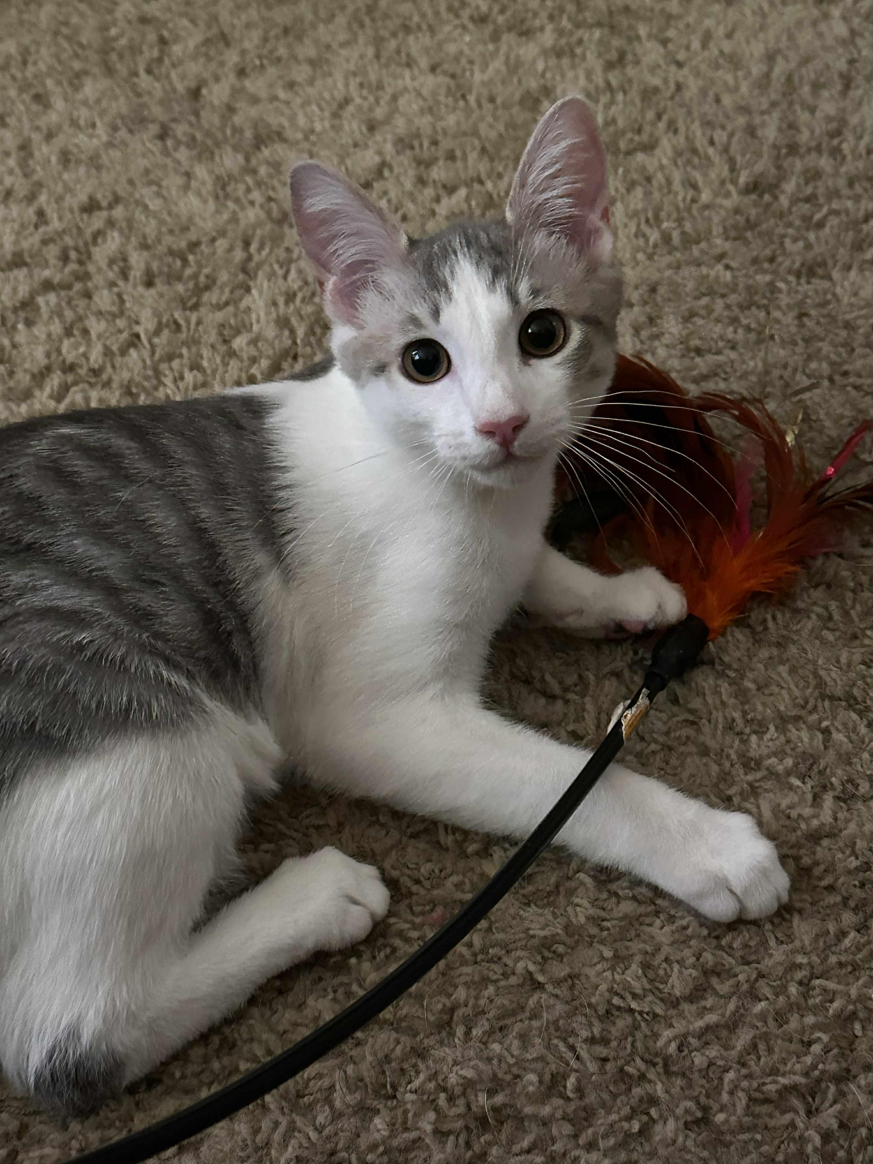 Enlarge Olaf, a Adopted Domestic Short Hair in Brentwood, CA image 4/5