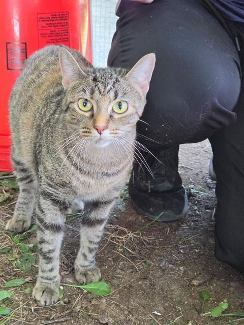 Enlarge CATAMARI, a Adoptable Domestic Short Hair in Saint Peters, MO image 1/1