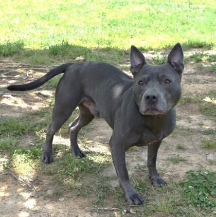 Creed 6-24, a Adoptable mixed breed in Cumming, GA image 1/3