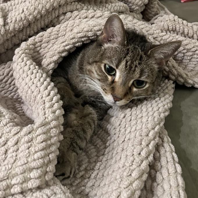 Britt, Adoptable, Senior Female Domestic Short Hair & Mixed Breed.