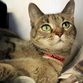 Britt, a Adoptable mixed breed in Chicago, IL image 3/6