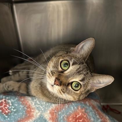 Britt, a Adoptable mixed breed in Chicago, IL image 6/6