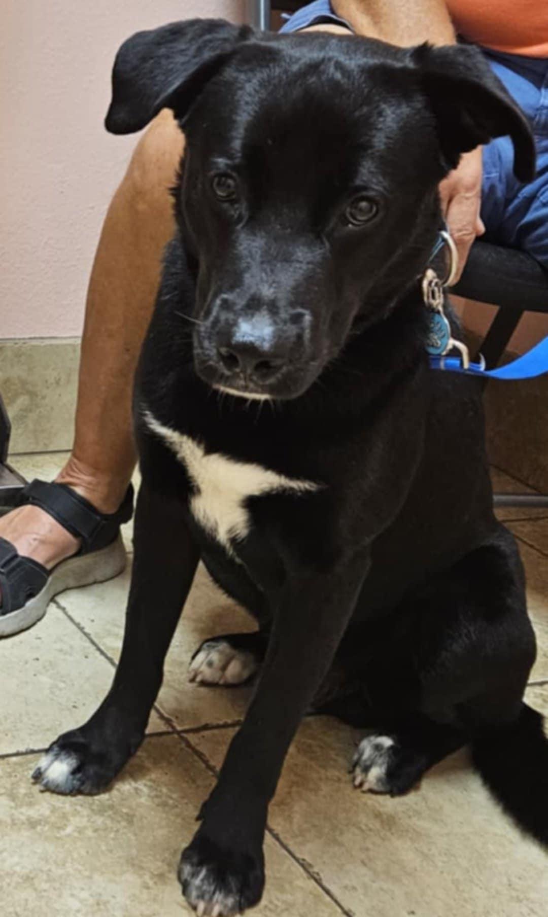 Chase, an adoptable mixed breed in Grafton, MA image 6/6