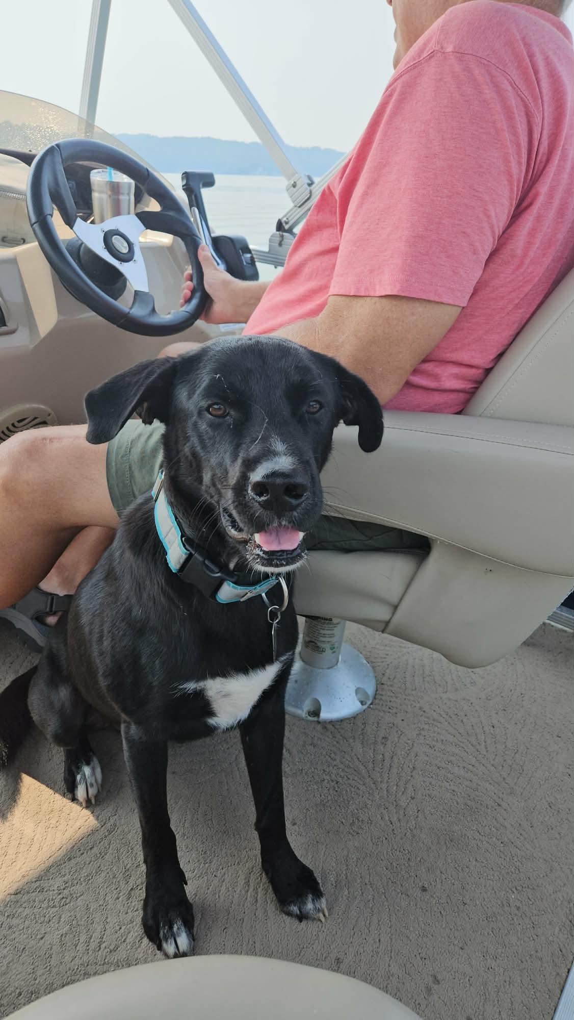 Chase, an adoptable mixed breed in Grafton, MA image 1/6