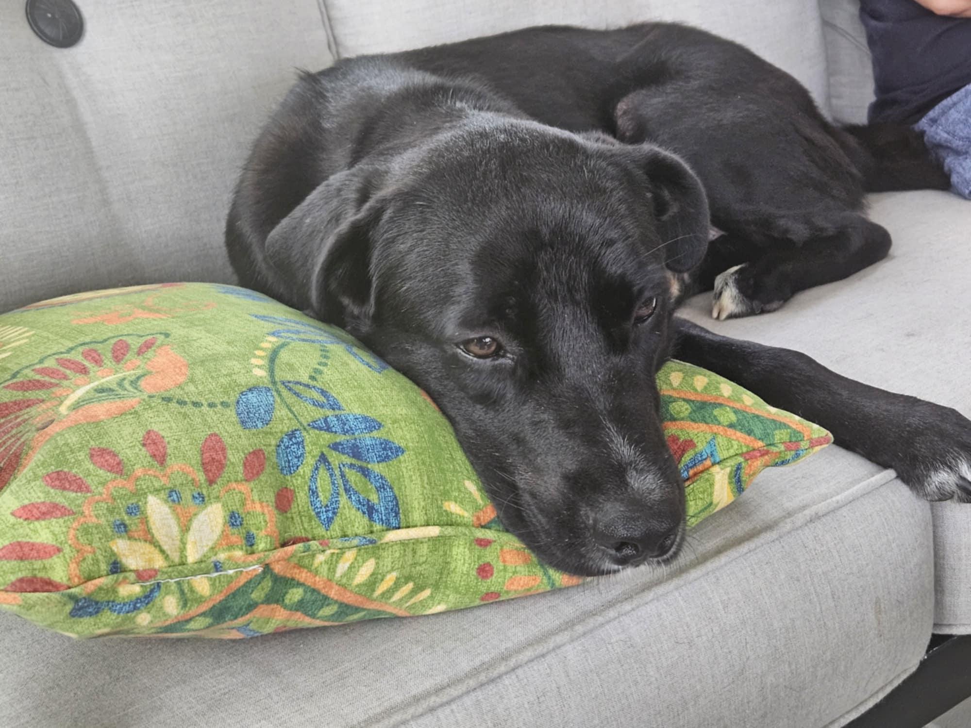 Chase, an adoptable mixed breed in Grafton, MA image 3/6