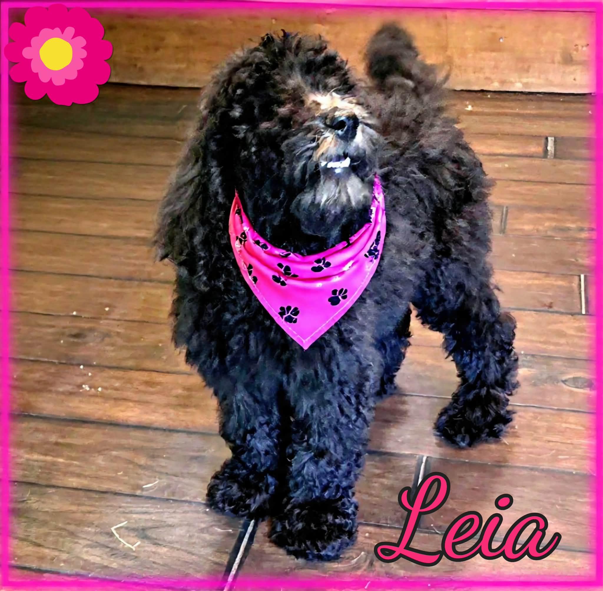 Princess Leia, a ADOPTABLE Poodle in Grove, OK image 2/4