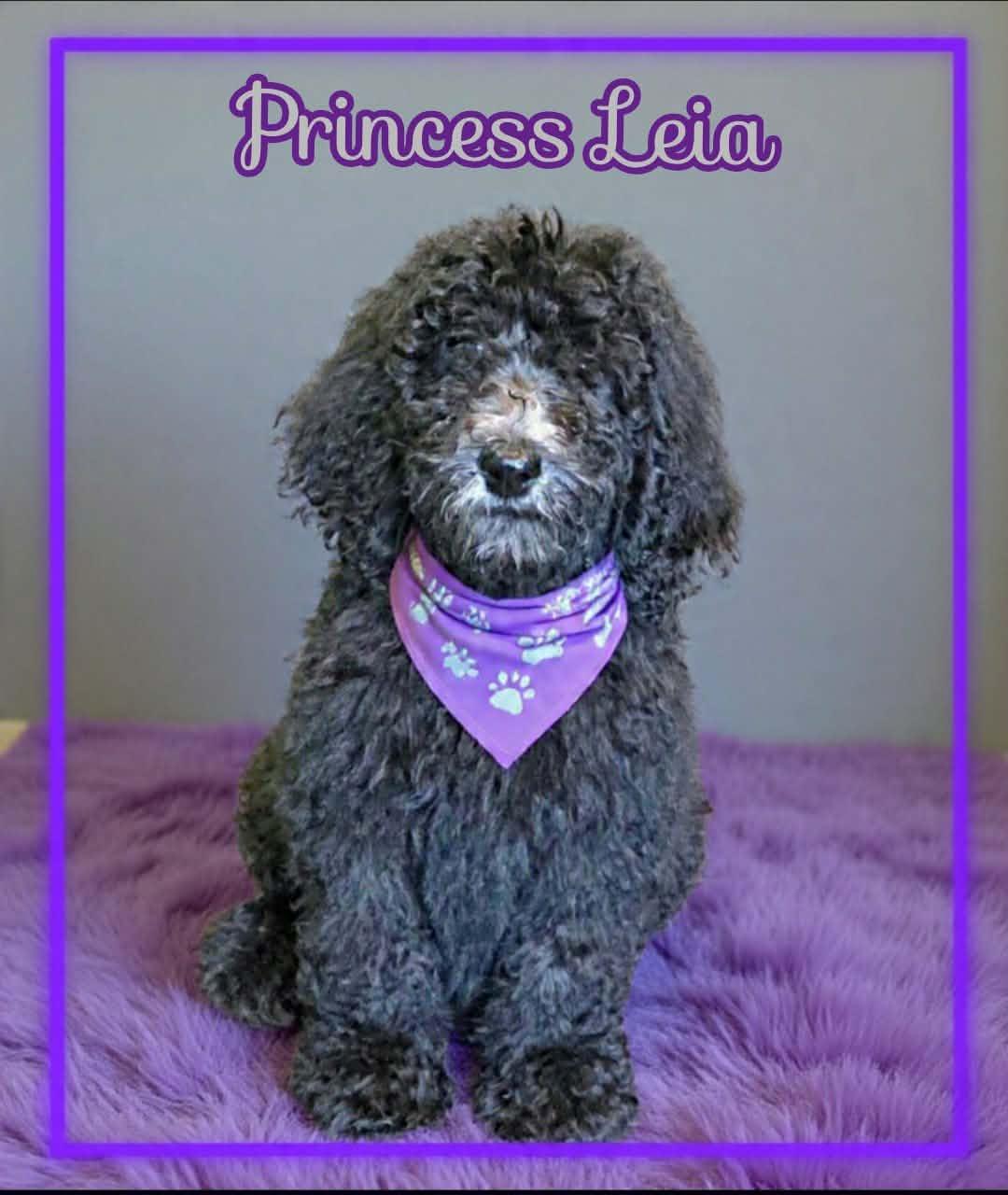 Princess Leia, a ADOPTABLE Poodle in Grove, OK image 4/4