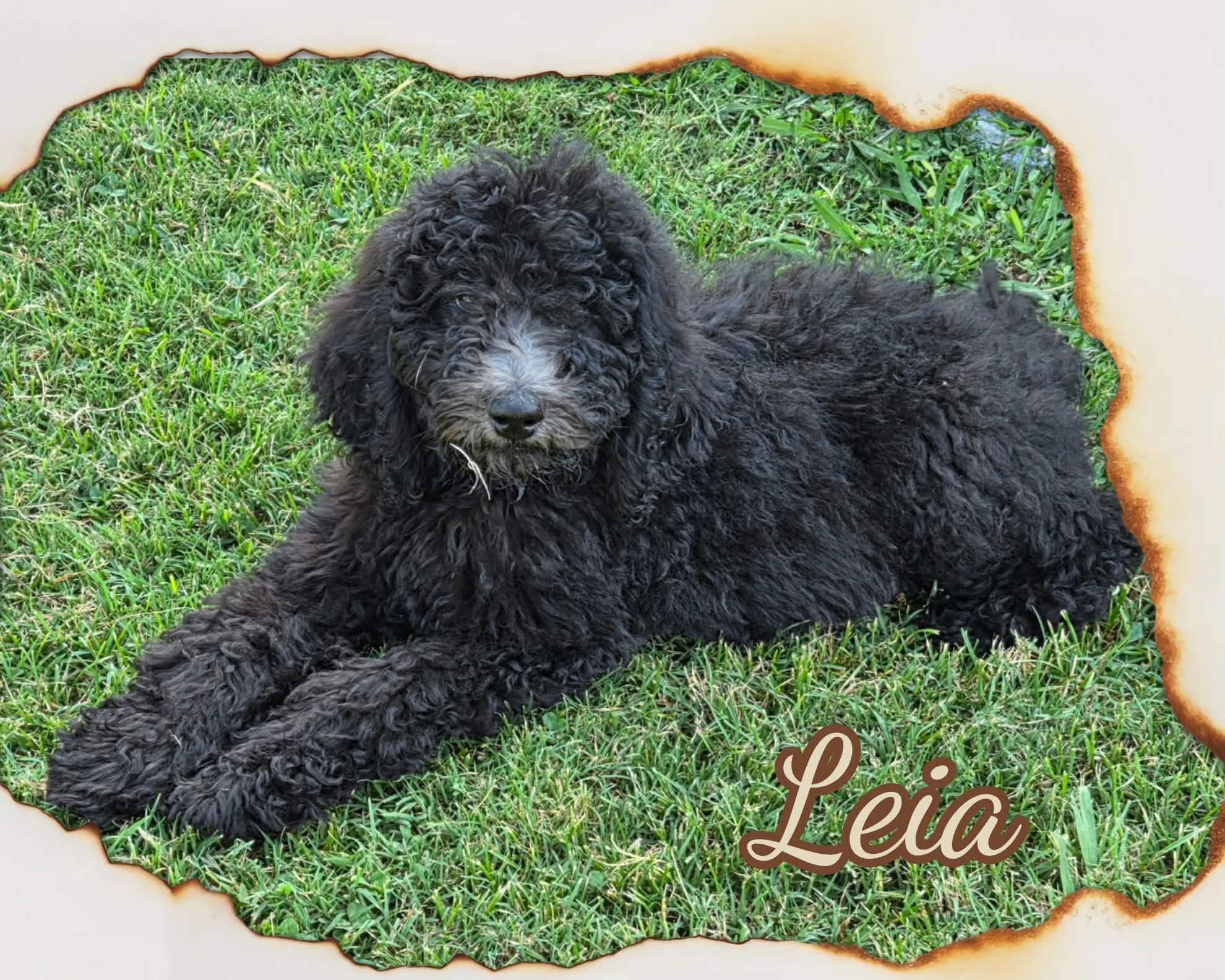 Princess Leia, a ADOPTABLE Poodle in Grove, OK image 3/4