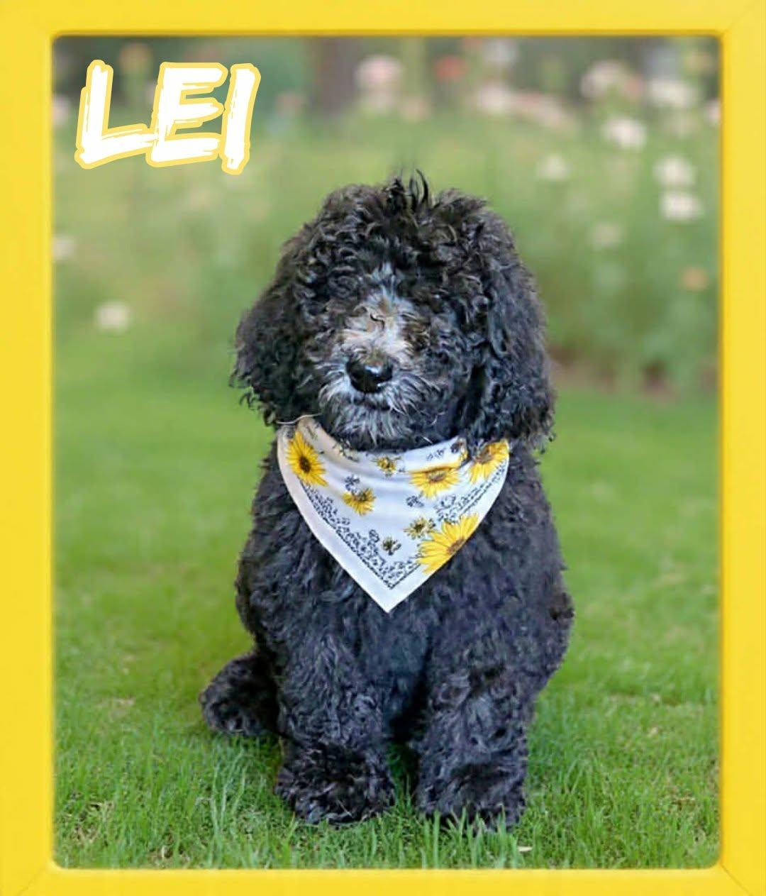 Princess Leia, ADOPTABLE, Puppy Female Poodle.