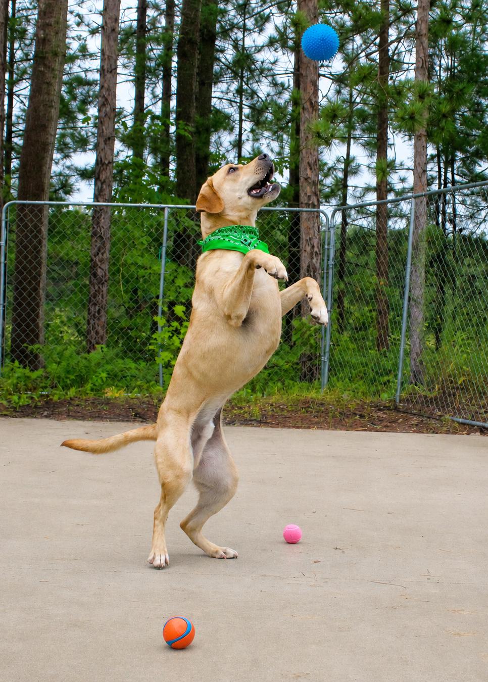 Buddie, a ADOPTABLE mixed breed in Cheboygan, MI image 4/6