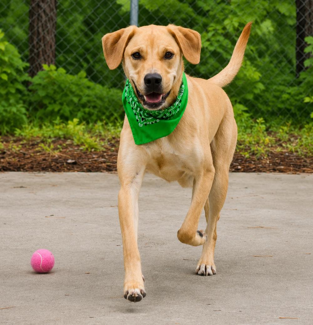 Buddie, a ADOPTABLE mixed breed in Cheboygan, MI image 2/6