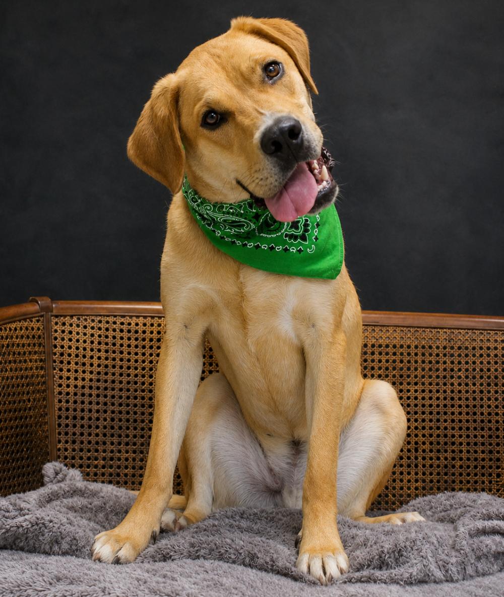 Buddie, a ADOPTABLE mixed breed in Cheboygan, MI image 1/6