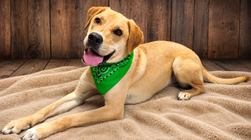 Buddie, a ADOPTABLE mixed breed in Cheboygan, MI image 3/6