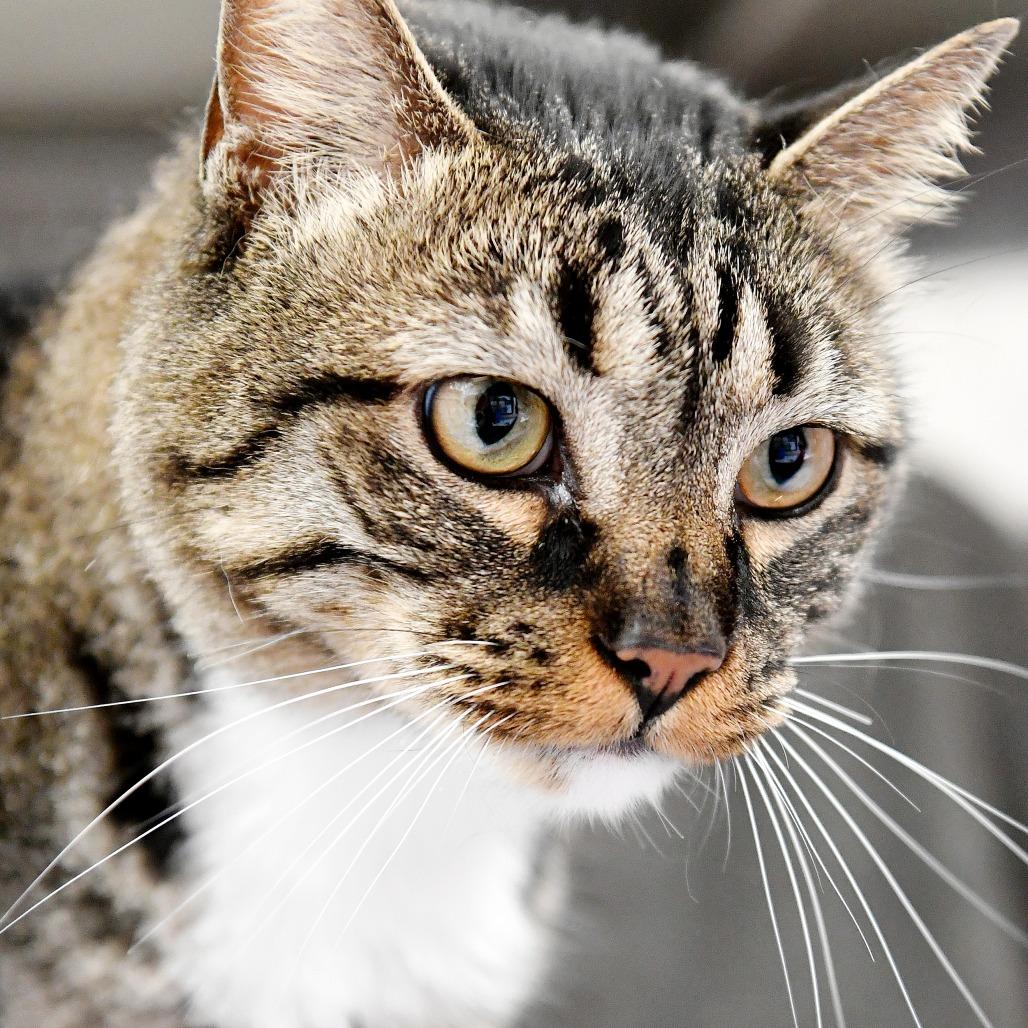 Broc, Adoptable, Adult Male Domestic Short Hair.