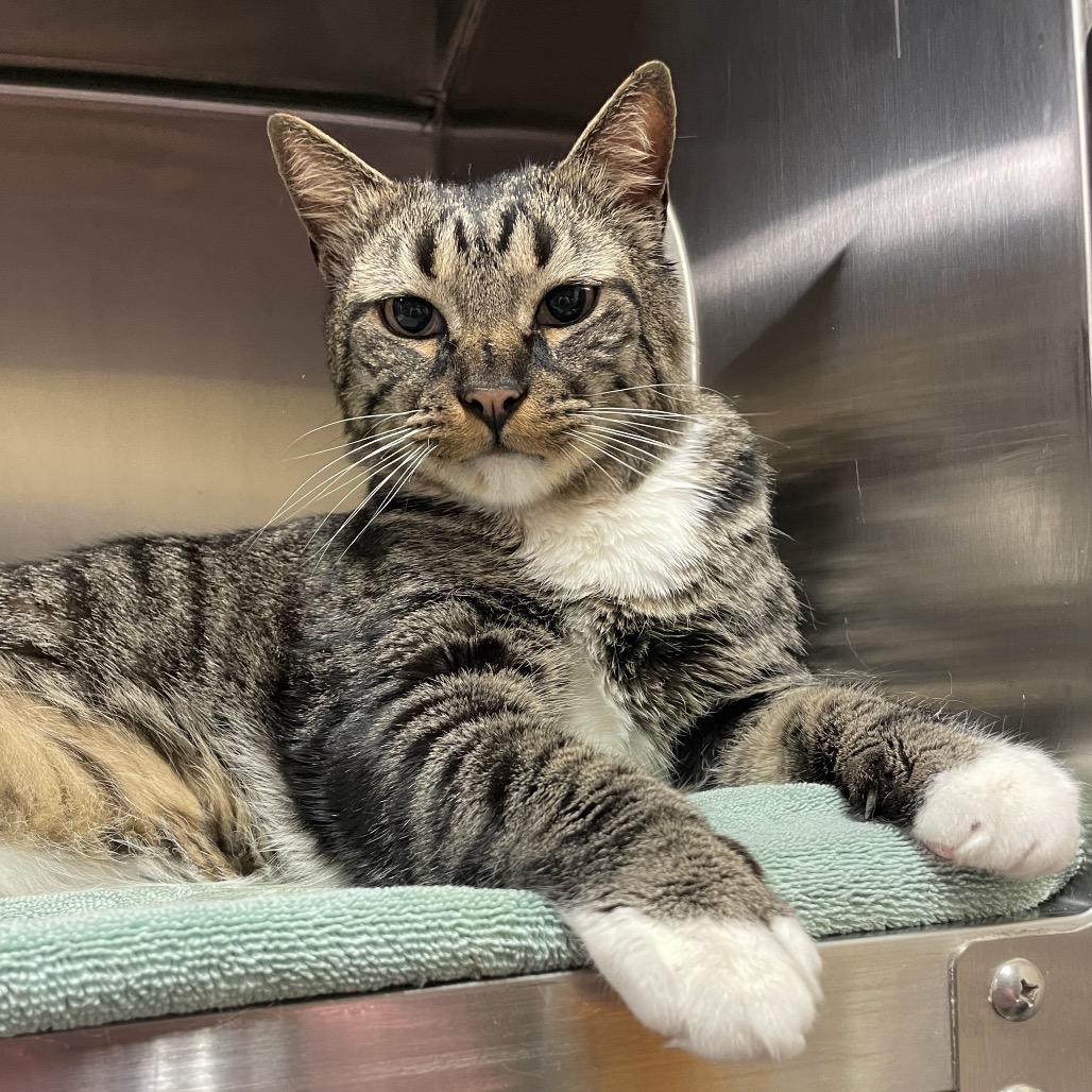 Enlarge Broc, a Adoptable Domestic Short Hair in York, PA image 2/6